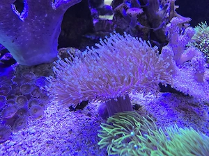 Meerwasser Pilzlederkoralle Koralle 