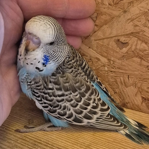 Junge Wellensittiche 