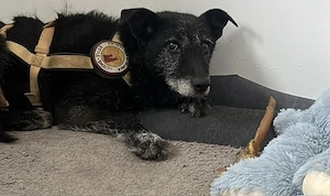 Isi sucht ein geduldiges Zuhause