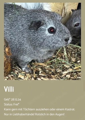 Meerschweinchen Villi