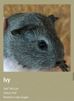 Meerschweinchen Ivy