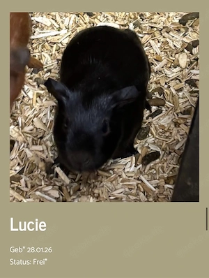 Meerschweinchen Lucie