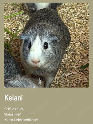 Meerschweinchen Kelani