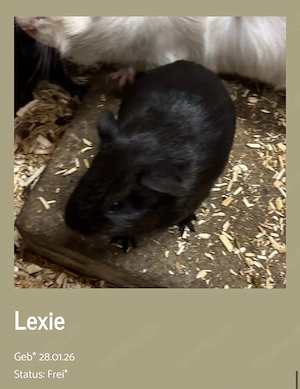 Meerschweinchen Lexie