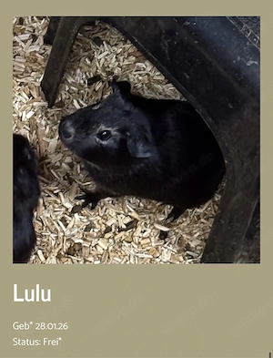 meerschweinchen Lulu