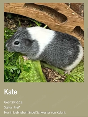 Meerschweinchen Kate