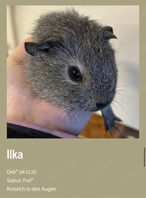 Meerschweinchen Ilka