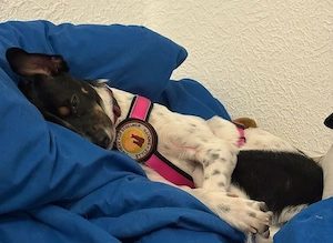 Wirbelwind Smilla sucht ihre Menschen Bild 2