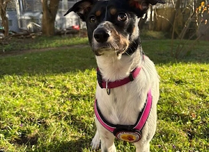 Wirbelwind Smilla sucht ihre Menschen Bild 4