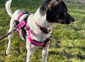 Wirbelwind Smilla sucht ihre Menschen Bild 5