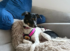 Wirbelwind Smilla sucht ihre Menschen Bild 3