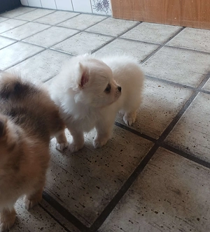 2 Zücker süße Pomchi Mädchen suchen noch ihr Traumschloss
