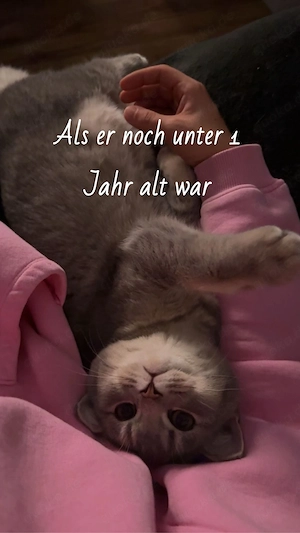 Deckkater Deniz sucht rollige Katzendame    Bild 4