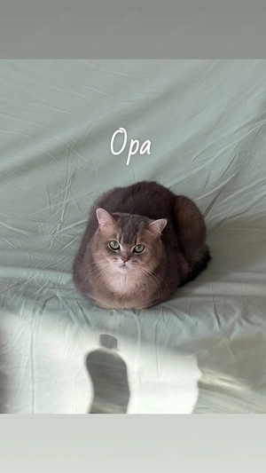 Deckkater Deniz sucht rollige Katzendame    Bild 3