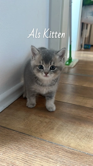 Deckkater Deniz sucht rollige Katzendame    Bild 6