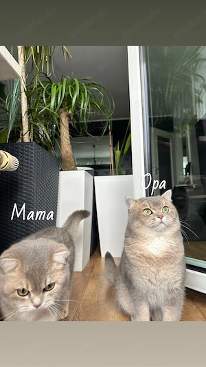 Deckkater Deniz sucht rollige Katzendame    Bild 5