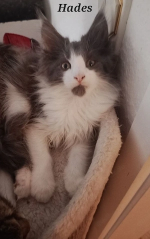 zuckersüße Maine Coon Kitten Kater N N