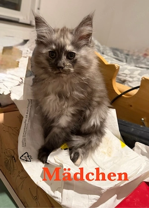 noch 2 zuckersüßes Maine Coon Mädchen