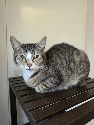 Getiegerte Katzen abzugeben. 10 Monate alt