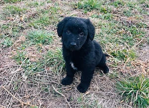 Letzten Labradormischlings Welpen