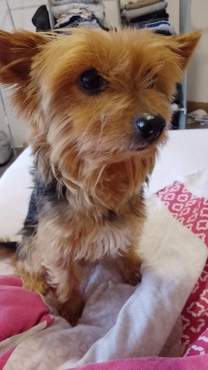 Liebevolle Yorkshire Terrier Hündin  Bonnie  (5 Jahre) sucht neues Zuhause