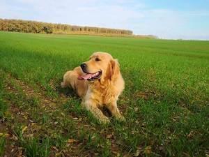 Wurfplanung Golden Retriever Welpen reinrassig 