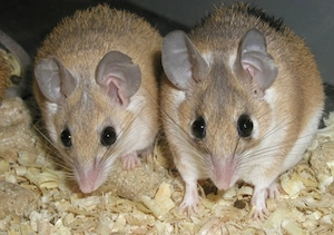 Stachelmäuse abzugeben