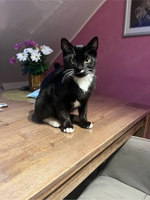 Katze schwarz weiss  Bild 2