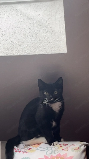 Katze schwarz weiss 