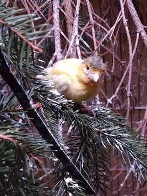 junger Kanarienvogel zu verkaufen