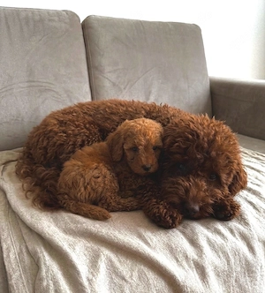 Zwergpudel Welpen Zwerg Pudel Welpen 