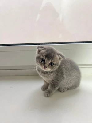 Babykatzen abzugeben   Siamkatze   Britisch Kurzhaar