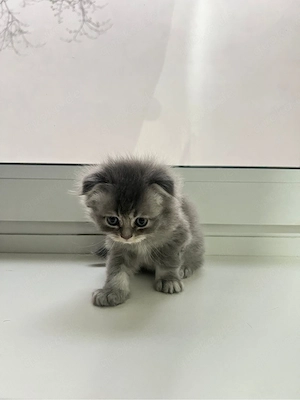 Siam Babykatzen zu verkaufen