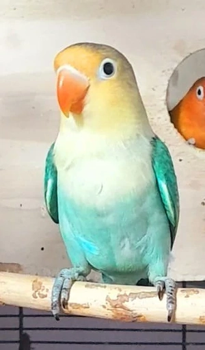 Agaporniden Pfirsichköpfchen Yellow-Face 