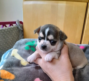 Wunderschöne Chihuahua Welpen in KH