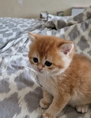 BKH  Kitten Reinrassig mit Stammbaum 