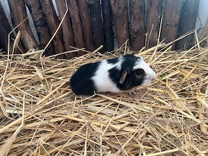 Meerschweinchen Jungtiere aus artgerechter Haltung,Kastrate