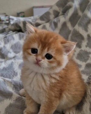 BKH  Kitten Reinrassig mit Stammbaum 