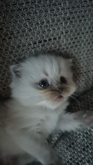 Britisch lang & kurzhaar mix 