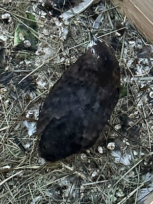 4 schöne Wachtel Hähner abzugeben