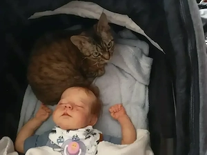 Zauberhaftes Devon Rex Mädchen mit Stammbaum sucht neues Körbchen :)