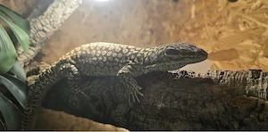 1.0 Stachelschwanzwaran, Varanus acanthurus