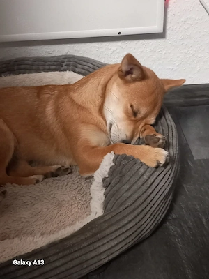 Mila Welpe Mischling 7 Monaten 