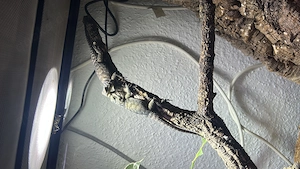 Sceloporus cyanogenis Blauer stachelleguan