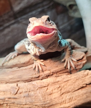 Blaue Halsbandleguane - m w