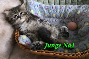 Ragdoll Kitten Kater sofort abzugeben 