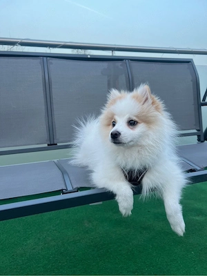     Pomeranian Zwergspitz (5 Monate) sucht liebevolles Zuhause