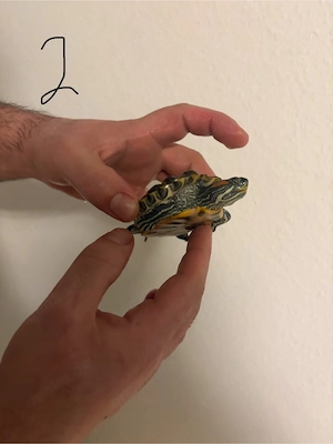 zwei Rotwangenschmuckschildkröten 