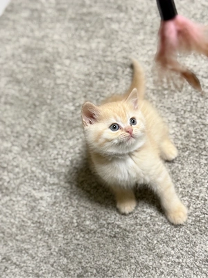 nurnoch 1 bkh junge sucht noch nach seinem zuhause