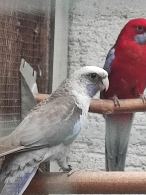 Pennantsittich-Henne